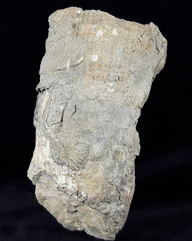 Hippurites (Vaccinites) cf. gosaviensis DOUVILLE 1891 - Bild © FossNet FossilienStore